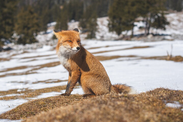 Portrait od red fox in winter