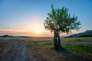 Solitude tree at Sunset