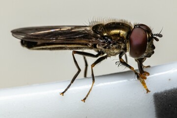 Macro shot of a fly with detailed focus on its eyes and wings.