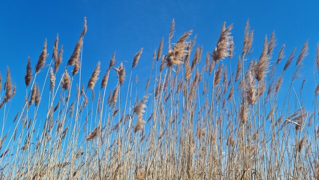 Dry reed plants against a blue sky. Natural landscape background. Tall grass in a windy field. Nature and environmental concept for wallpaper, poster, banner, and print.