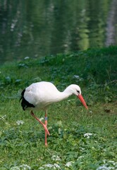 white stork in the grass