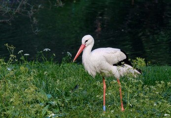 white stork in the grass