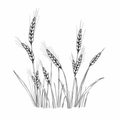 Golden Harvest Sketch: A detailed sketch depicts a cluster of wheat stalks, illustrating the simplicity and beauty of agriculture and nature's bounty.