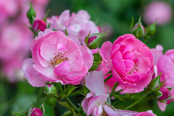 Blooming pink rose flower macro photography on a sunny summer day. Garden rose with pink petals close-up photo in the summertime. Tender rosa floral background.	
