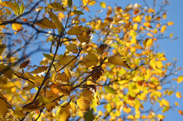 Yellow bright leaves close-up, nature of the east of Ukraine, natural, autumn