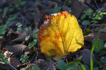 Yellow bright leaves close-up, nature of the east of Ukraine, natural, autumn
