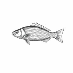 Detailed Fish Illustration: A meticulously rendered line art illustration of a fish, showcasing intricate details of its scales, fins, and anatomy.