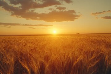 Golden Wheat Field at Sunset with Dramatic Sky and Clouds