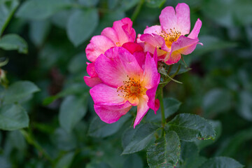 Blooming pink rose flower macro photography on a sunny summer day. Garden rose with pink petals close-up photo in the summertime. Tender rosa floral background.	
