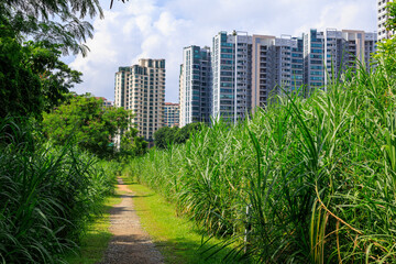Fototapeta premium Typical Skyscrapers with apartments located next to Rail Corridor hiking path with green plants in Singapore