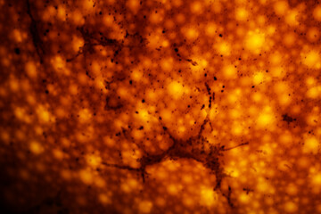 mandarin, tangerine, citrus, orange fruit, macro, close-up, fruit skin, texture, peel, bright color, fresh fruit, juicy, vitamin C, natural, organic, tropical fruit, food photography, healthy eating, 