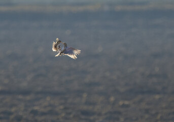 two Skylark in the air, skylark flying, Skylarks with wings wide open, two birds in the air, morning sun and birds