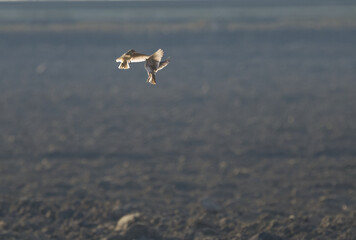 two Skylark in the air, skylark flying, Skylarks with wings wide open, two birds in the air, morning sun and birds