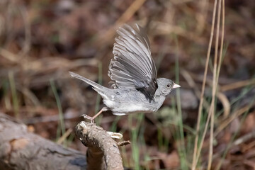 The dark-eyed junco (Junco hyemalis ) 