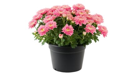 pot with plants and pink flowers in black pot , isolated on white background , transparent png 