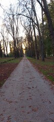 road in the autumn park