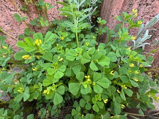 Medicago polymorpha blooms yellow flowers in a field. Close-up. Common names include California burclover, toothed bur clover, toothed medick and burr medic.