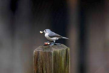 Tufted Titmouse (Baeolophus bicolor) on the garden. Small American song bird, is non-migratory and originally native to the Ohio and Mississippi River.