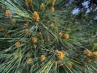 Male reproductive cones of the Pinus brutia tree. Close-up. Pinus brutia, commonly known as the...