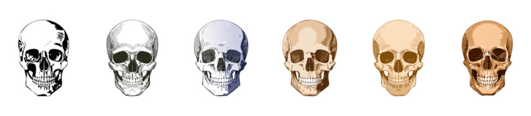 Anatomical human skull set isolated. Set of human skulls vector illustration