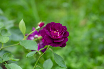 Blooming purple rose flower macro photography on a sunny summer day. Garden rose with purple petals close-up photo in the summertime. Tender rosa floral background.