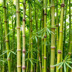 Obraz premium Bamboo