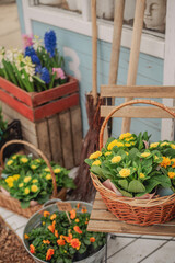 Yellow primrose flowers in baskets