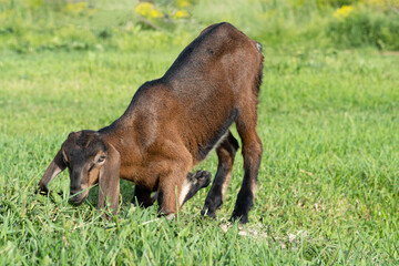 Nubian baby goat grazing at pasture at sunny summer day. rural farm life