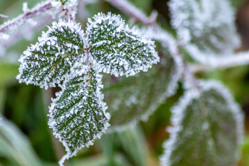 Frost and icy crystals after cold and frosty night show beautiful icy nature with sparkling ice...