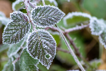 Frost and icy crystals after cold and frosty night show beautiful icy nature with sparkling ice crystals in morning sunshine melting away like snow in the sunshine