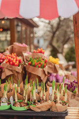 Vibrant spring tulips for sale