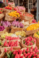 Vibrant spring tulips for sale