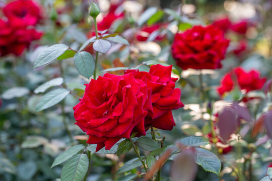 Blossom red rose flower macro photography on a sunny summer day. Garden rose with scarlet petals close-up photo in the summertime. Scarlet rosa floral background.	
