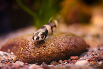Thick lipped loach, Protomyzon pachychilus, Yaoshania pachychilus river asia suckermouth fisch. Panda loach goby, Pandaschmerle bottom feeder and algae eater, ornamental fish photography view	