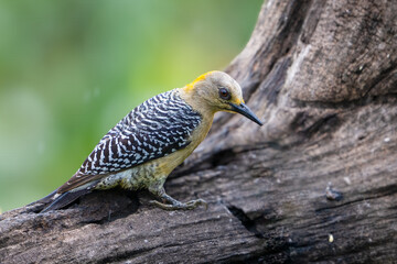 Hoffmanns woodpecker, Melanerpes hoffmannii, is a species in subfamily Picinae