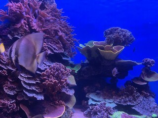 coral reef in aquarium