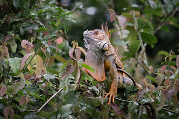 The green iguana, Iguana iguana, the American iguana or the common green iguana