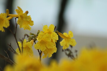 flora&ccedil;&atilde;o de ip&ecirc; amarelo em Bento Gon&ccedil;alves, Rio Grande do Sul 