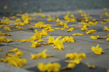 floração de ipê amarelo em Bento Gonçalves, Rio Grande do Sul 