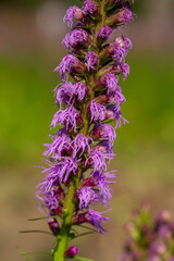 Blossom purple liatris flower on a green background on a sunny summer day macro photography. Blazing star flower with fluffy violet petals close-up photo in summertime.	
