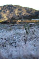 geada ao amanhecer em são josé dos ausentes, rio grande do sul 