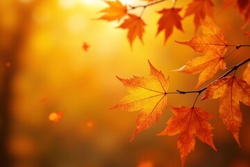 Falling Maple Leaves in Golden Hour Light