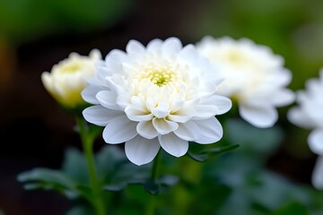 Fototapeta premium White chrysanthemum flower in full bloom with soft petals against blurred dark background, showing delicate details and natural garden setting in macro photography.