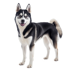 Fototapeta premium Playful Siberian Husky standing proudly on a bright Transparent background showcasing its striking coat and features, Siberian Husky on PNG background