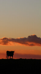 silhueta de bois no por do sol em s&atilde;o jos&eacute; dos ausentes, rio grande do sul 