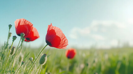 Naklejka premium Captivating summer landscape with red poppy flowers in bloom