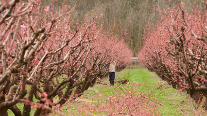 Peach orchard care. Spring thinning of the crown of trees. Cut branches are lying on the ground between the rows.