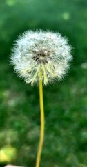 Obraz premium Make a wish - dandelion