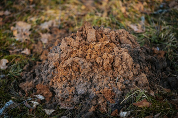 A close-up of a freshly dug molehill with loose soil and a small entrance hole, surrounded by grass and moss in a natural outdoor setting.