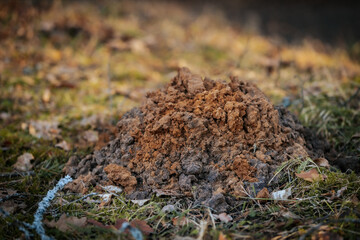 A close-up of a freshly dug molehill with loose soil and a small entrance hole, surrounded by grass and moss in a natural outdoor setting.